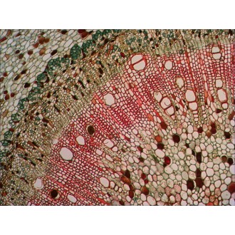 Sada preparátů připravených k pozorování mikroskopem Levenhuk N18 NG