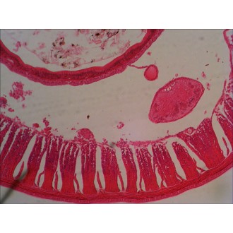 Sada preparátů připravených k pozorování mikroskopem Levenhuk N18 NG