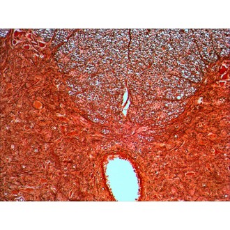 Sada preparátů připravených k pozorování mikroskopem Levenhuk N20 NG