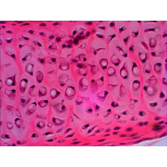 Sada preparátů připravených k pozorování mikroskopem Levenhuk N20 NG