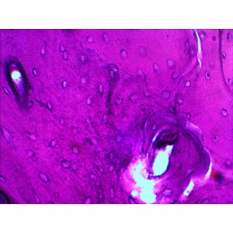 Sada preparátů připravených k pozorování mikroskopem Levenhuk N20 NG