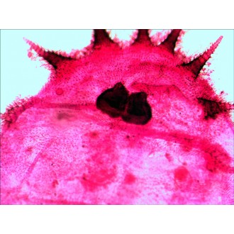 Sada preparátů připravených k pozorování mikroskopem Levenhuk N20 NG