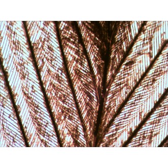 Sada preparátů připravených k pozorování mikroskopem Levenhuk N10 NG