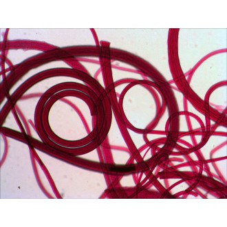 Sada preparátů připravených k pozorování mikroskopem Levenhuk N10 NG