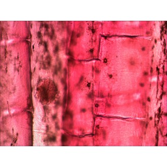 Sada preparátů připravených k pozorování mikroskopem Levenhuk N10 NG