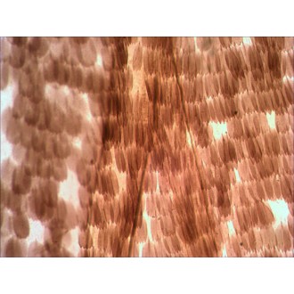 Sada preparátů připravených k pozorování mikroskopem Levenhuk N10 NG