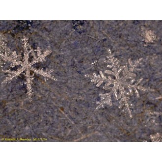 Digitální mikroskop Levenhuk DTX 500 LCD